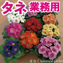 業務用【花のタネ】営利栽培　プリムラ　ジュリアン系　ハイブリット　ミックス プロ用　専門家向け種子　(2ml・約1000粒）