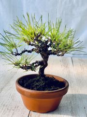 赤松　小品盆栽　あかまつ