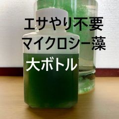 餌やり不要／楽々シーモンキー飼育【マイクロシー藻／大ボトル】