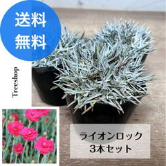 ライオンロック 3本セット【送料無料】 ダイアンサス 9ｃｍポット苗 宿根草 グランドカバー シルバーグリーン プランター 鉢植え 寄せ植え 花