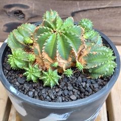 ユーフォルビア プルビナータ 大群生 木質化 笹蟹丸 ユーフォルビア プルビナータ 木質化 古木 - メルカリ