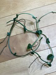 モンステラ　デュビア　カット苗　超ロング