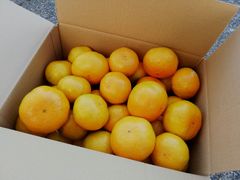 減農薬　宮川早生みかん　5kg　S～Mサイズ