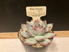 behouseさん苗 エンジェルドリーミング×バニラココ 札付き 抜き