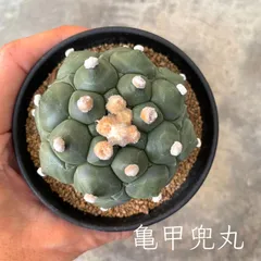 １１年目の実生ミラクル兜　特大株　直径約8、5ｃｍ　鉢ごとメルカリ便発送　義援金 11年目の実生ミラクル兜 特大株 直径約8cm 鉢ごとメルカリ便