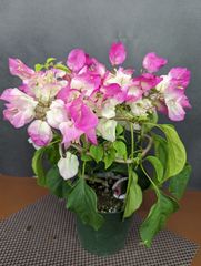 ZWm76vxcDMavCrcTkKtssm.jpg@jpg