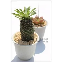 蛾眉鉄甲 ユーフォルビア 2寸ポット トウダイクサ科 多肉植物 根付苗 多肉激安 珍品多肉植物