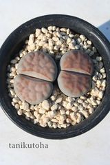 琥珀玉 リトープス Mサイズ 5.5ｃｍポット Lithops bella 多肉植物 多肉永遠