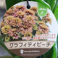 ルドベキア サンベキア グラフィティピーチ 3.5〜4号ポット苗 【１株販売】 寄せ植え 花壇 鉢植え お洒落 おしゃれ 可愛い シック 春の花 夏の花 秋の花 花 苗 初心者