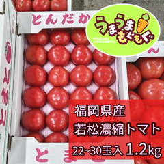 【数量限定品】福岡県産　若松濃縮トマト　1.2kg（15～30玉） 濃縮トマト　若松トマト　トマト