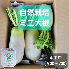自然栽培【値下げセール中❗】　ミニ大根　加熱用大根訳あり　４キロ