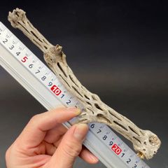 長さ23cm×最大幅4cm＊カクタススケルトン1本(サボテンの骨/スケルトンウッド) エアプランツ含まず＠フラワーショップ江口