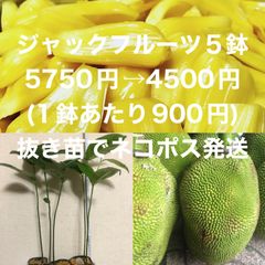 ⭐️⭐️ジャックフルーツの苗5鉢⭐️⭐️ 5鉢5750円→4500円(1鉢900円) ネコポス発送　パラミツ、波羅蜜、熱帯フルーツの苗木　波羅蜜苗木　パラミツ苗木