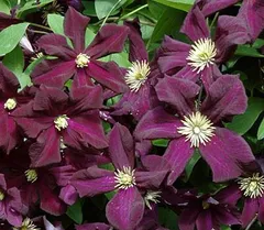 2026年最新】紫色クレマチスの人気アイテム - メルカリ