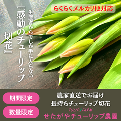 【初心者オススメ】農家が直接送る”チューリップ切花　5本お試しset"
