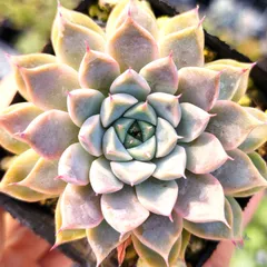 多肉植物　 ピンクザラゴーサ　抜き苗　美苗♪　エケベリア Amazon｜多肉植物 skエケベリア ピンクザラゴーサ 多肉植物