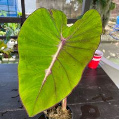 【希少】　コロカシア　ブラッドファーレン　colocasia blood fallen