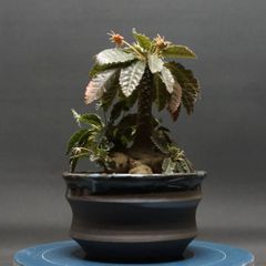"Dorstenia foetida" ドルステニア フォエチダ 管理2228