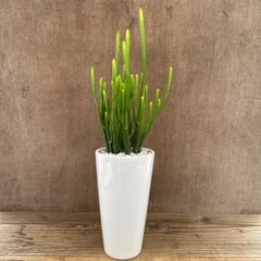 ユーフォルビア レウコデンドロン オンコクラータ 白陶器鉢 Euphorbia leucodendron  現品 オンコクラータ ユーフォルビア オンコクラータ 観葉植物 観葉 植物 珍奇植物 珍奇 珍しい レア 希少 多肉植物 多肉 インテリア プレゼント