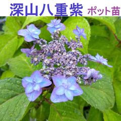 B【ポットで発送】「深山八重紫」ヤマアジサイ 2025年 挿し木苗 紫陽花
