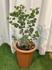 光触媒 人工観葉植物 ウォールグリーン フェイクグリーン ユーカリR68 