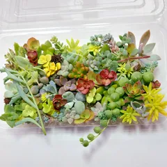 多肉植物セダム５１種類セット【育成説明書付】