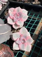 2025年最新】パープルディライトの人気アイテム - メルカリ