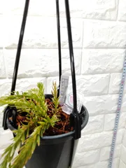 入荷しました！フペルジア『Triangle Satool』2番 2025年最新】フペルジア トライアングルの人気アイテム - メルカリ