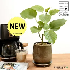 【特注鉢】 ウンベラータ（自然樹形） ベージュ 落ち着きのある 陶器鉢 Sサイズ 【天然砕石・受皿】ブラウン 茶 フィカス ゴムの