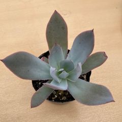 ケーレス原種 種から多肉 ♥️トリマネンシスリオトリマン♥️抜き苗 多肉植物 種子 トリマネンシスリオトリマン エケベリア 20粒 ケーレス