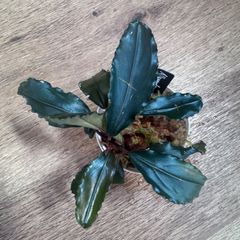 実生ブセ】Bucephalandra cv.