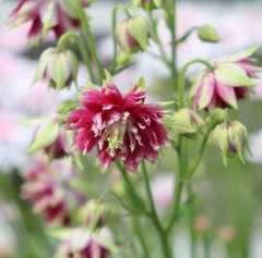 西洋オダマキ（八重）　種30粒　花の種