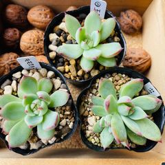 桃太郎　ももたろう　waikaの桃太郎　多肉植物　エケベリア