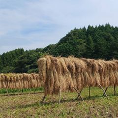 自然栽培】はざかけ天日干し ササニシキ 玄米20kg - メルカリ