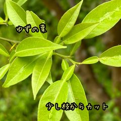 専用商品 柚子の葉 120枚 無農薬 アゲハ餌 - メルカリ
