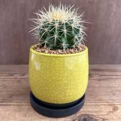 キンシャチ　キイロ　陶器鉢付き 現品　Echinocactus grusonii グルソニー キンシャチ 玉サボテン  観葉植物 観葉 植物  多肉植物 多肉 カクタス サボテン インテリア プレゼント ミニ 小さい おうち時間