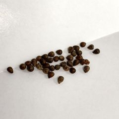 種子20粒」ボスウェリア・リバエBoswellia rivae - メルカリ