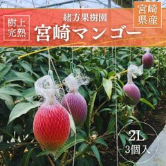 マンゴー 【緒方果樹園】 完熟マンゴー 2L 3個 1.1㎏ 茶箱 宮崎県宮崎市 《5/上～5/中より出荷》