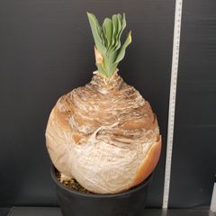 J721【自社養生株】ブーファン　ハエマンソイデス（現地球・発根株・鉢植え）【球根植物】
