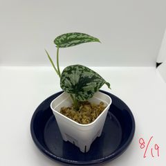 スキンダプサス　Scindapsus tricolor