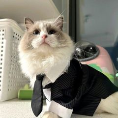 犬服 タキシード チャコール ストライプ （小型犬 グッズ 中型犬 フォーマル コスプレ 結婚式 披露宴 パーティー スーツ 新郎 燕尾服 ブライダル シャツ お祝い 記念 チワワ ヨーキー トイプードル マルチーズ ダックスフンド シュナウザー