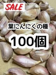 【希少】高知県産 種100個 葉にんにく 国産  バラにんにく 葉にんにくの種
