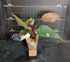フィロデンドロン　ピンクプリンセスPhilodendron Pink Princess