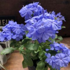 ルリマツリ 苗 鉢植え 抜き苗4本 高さ40cmぐらい - メルカリ