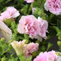 Mary様専用ページ