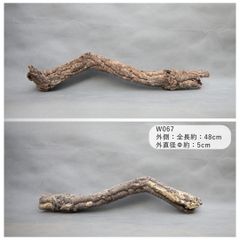 W067　ポルトガル産  コルク樹皮 キャノンコルク　バージンコルク 送料無料　チランジア　ビカクシダ　着生ラン　両生類　爬虫類