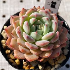 ライト　多肉植物　エケベリア　韓国苗