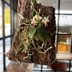 3/20現在　開花中❗️①胡蝶蘭◎ 原種 ロビー ◎観葉植物