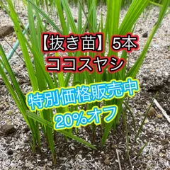 2024年最新】ヤシ ココスの人気アイテム - メルカリ