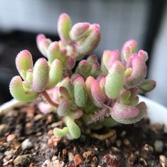 新入荷　多肉植物　超キラキラ　ドロサンテマム　ルビー錦　小苗　抜き苗　1株